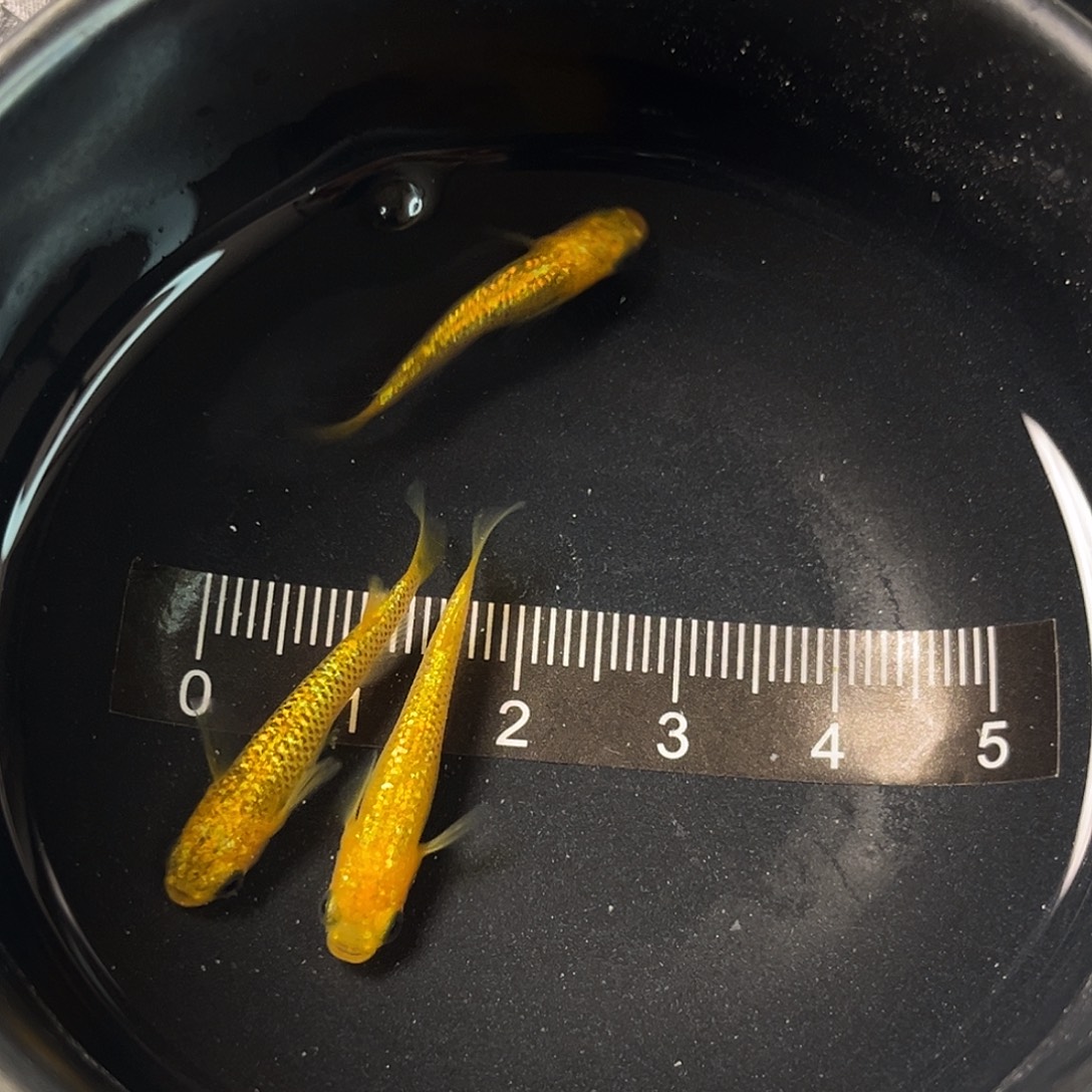 青鳉鱼阳光两条5号