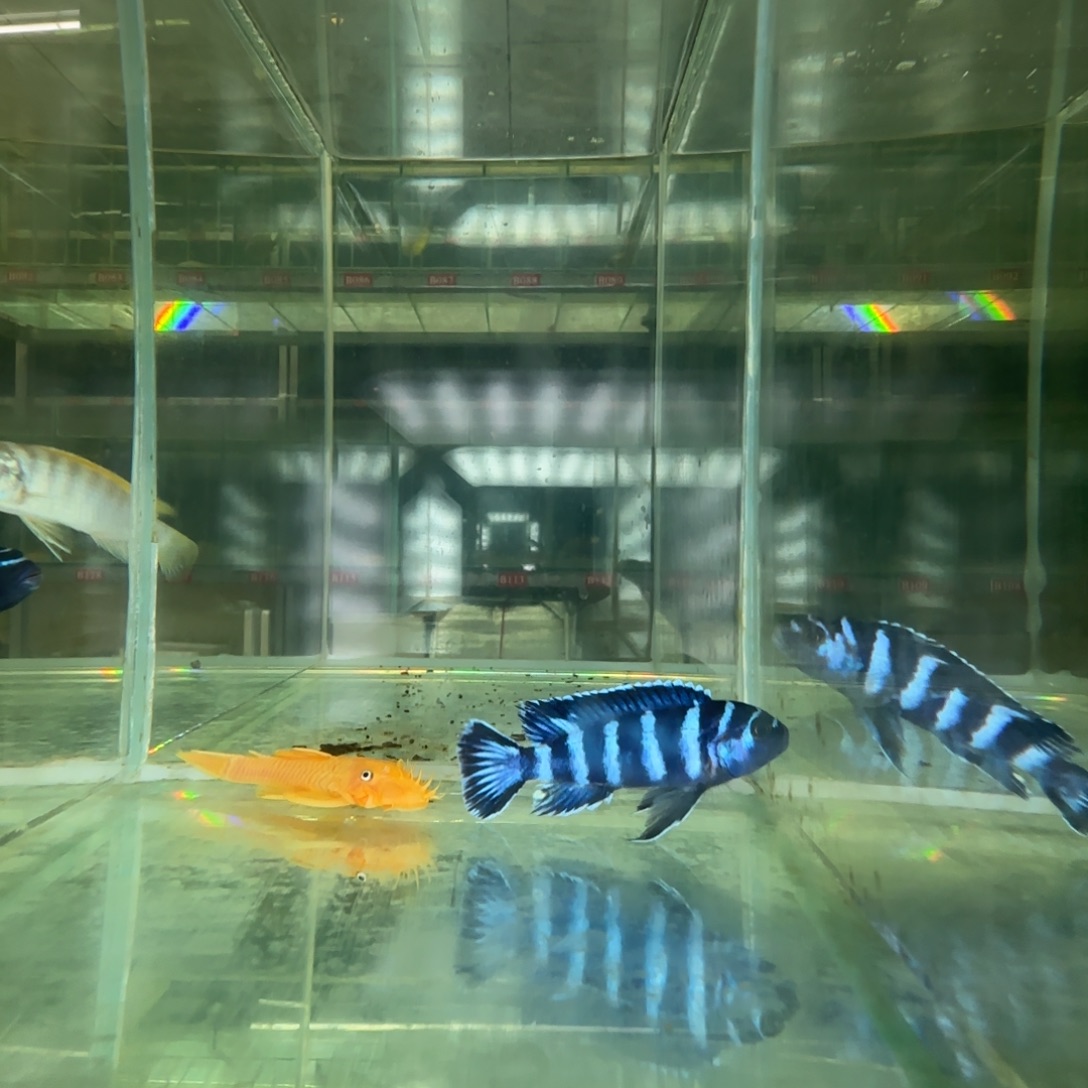 海水鱼B233-特蓝6公分