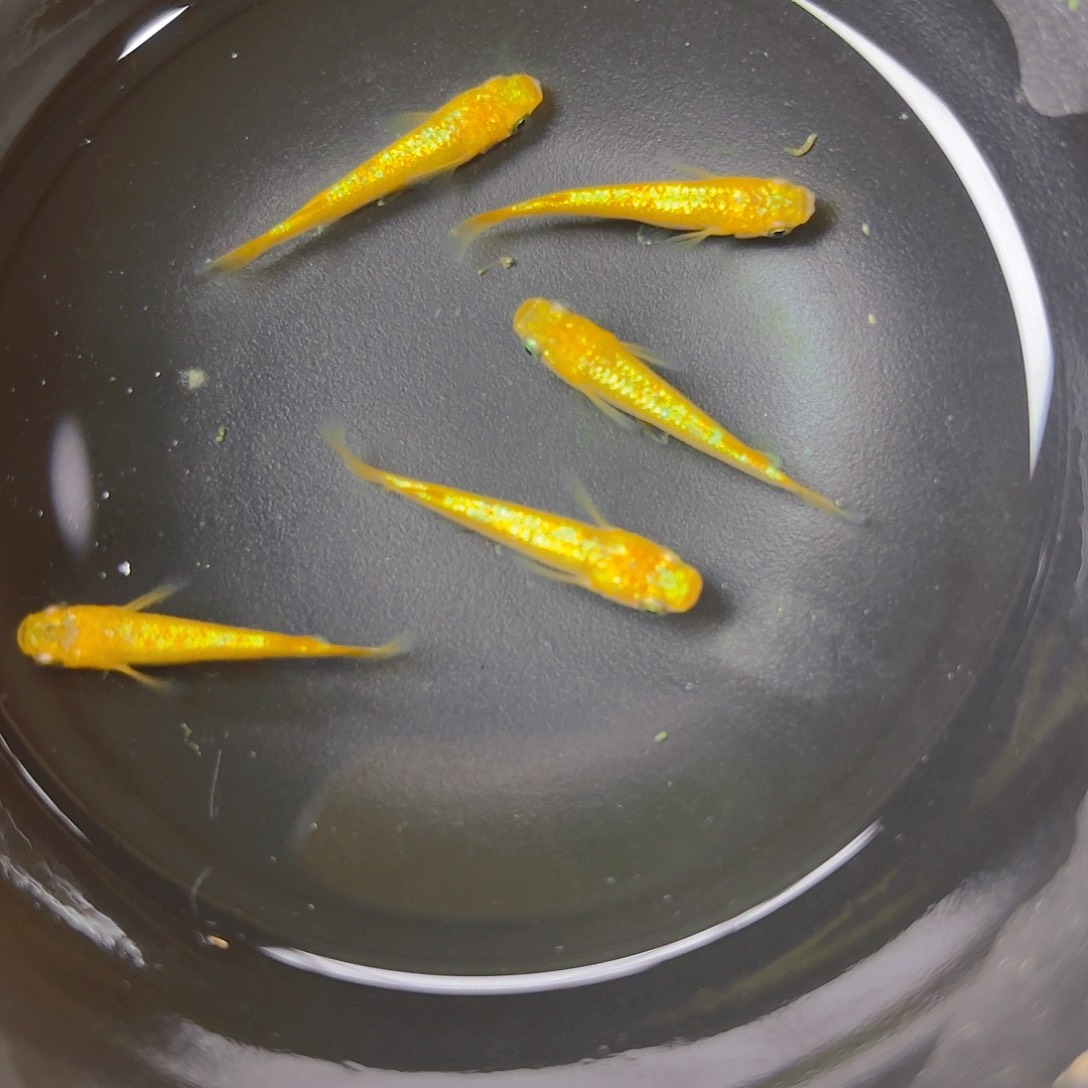 青鳉阳光，3号链接