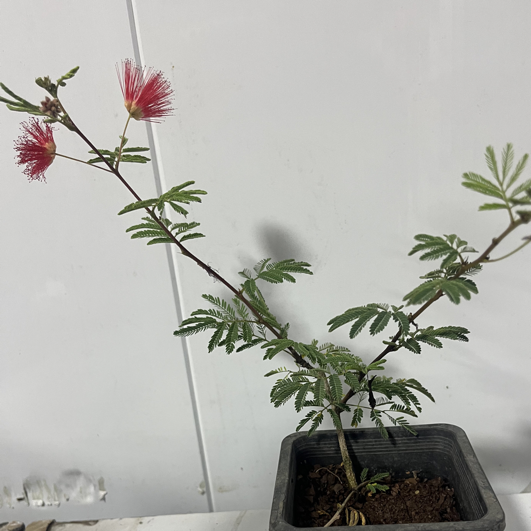 带花苞红花姬合欢盆景办公绿植迷你掌中宝四季开花
