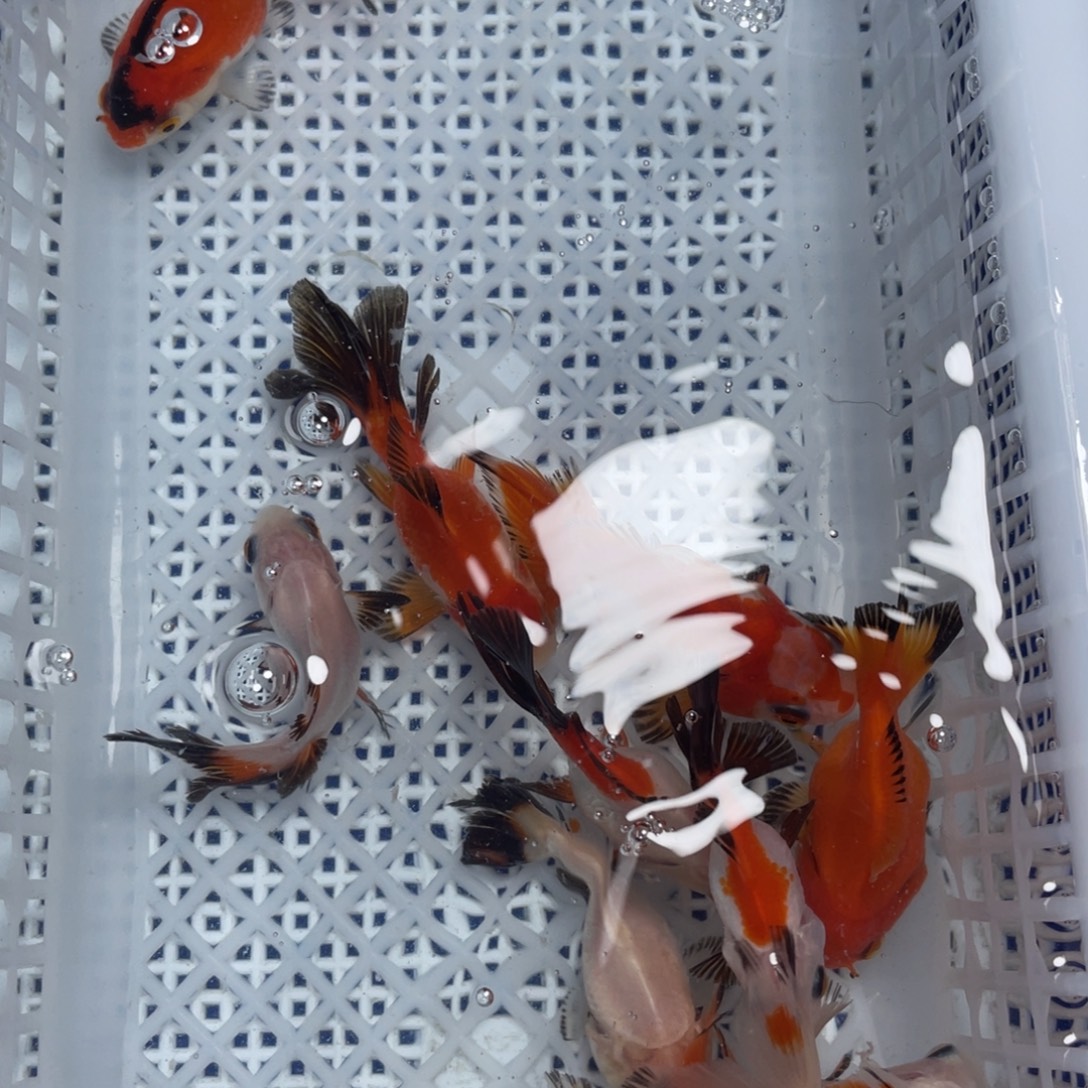海水鱼花泰狮金鱼68