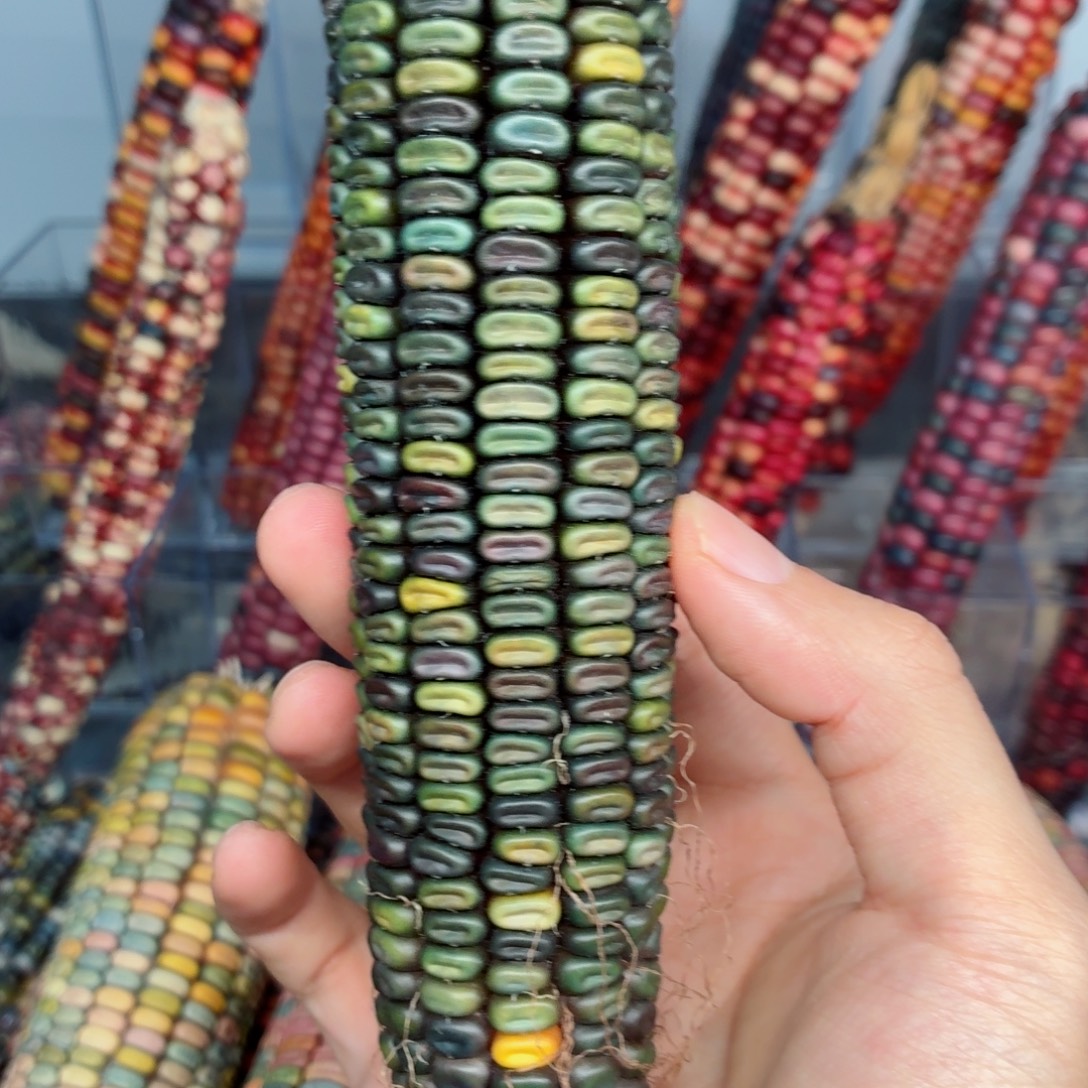 小***猫白玉菩提吊坠文玩精品文玩精品