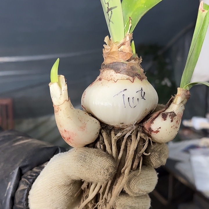 仙女妮芙福利球 7带侧芽带花剑 开花包对版