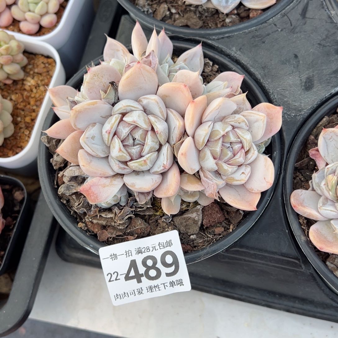 雪兔多肉多肉多肉多肉