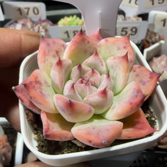 151天空之城一物一拍多肉