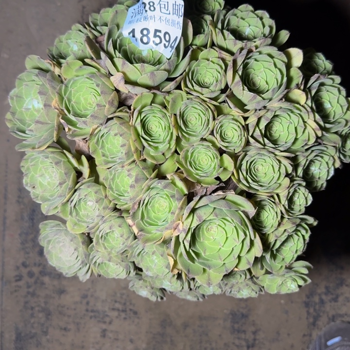 18594万拉丝多肉植物