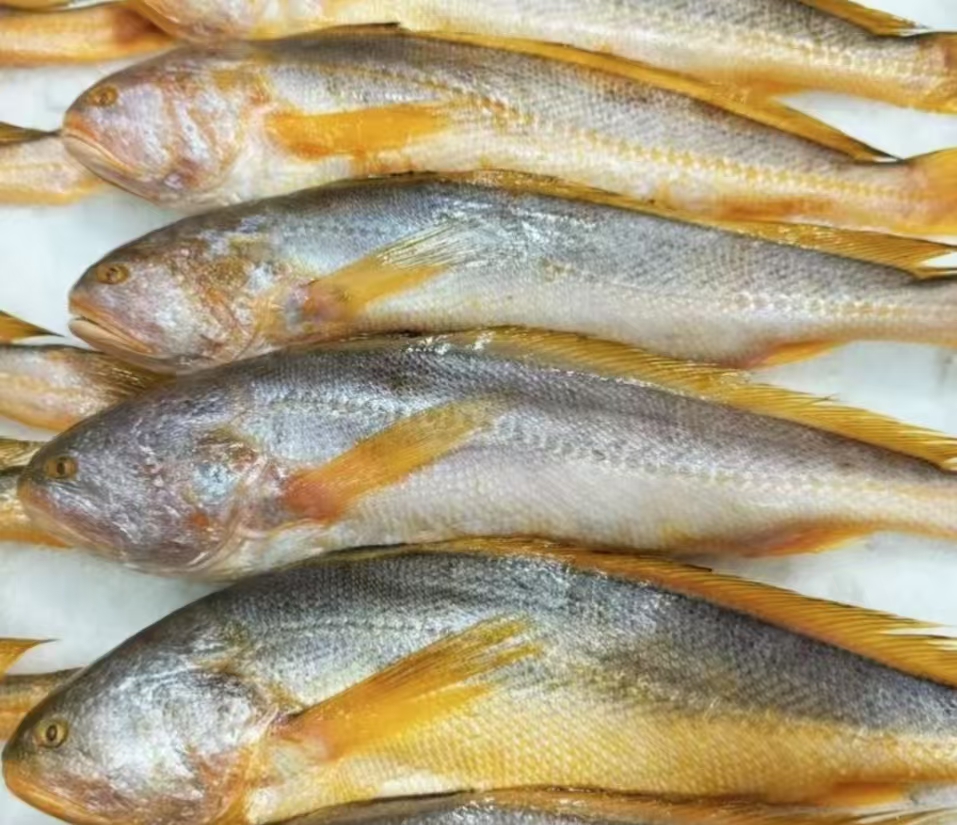 （7条）速冻黄鱼山东发货（7两左右/条）新鲜速冻  到手7条