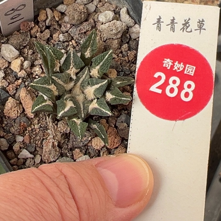 实生黑牡丹3.3cm一棵仙人球