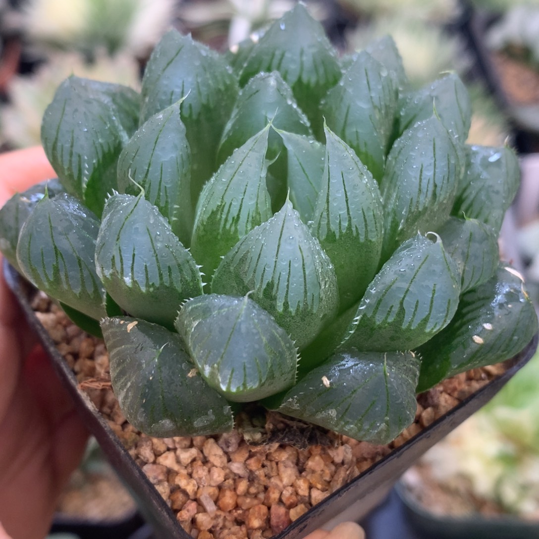 实生玉露，带盆发货