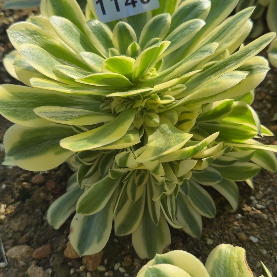 1140迈巴赫。多肉植物