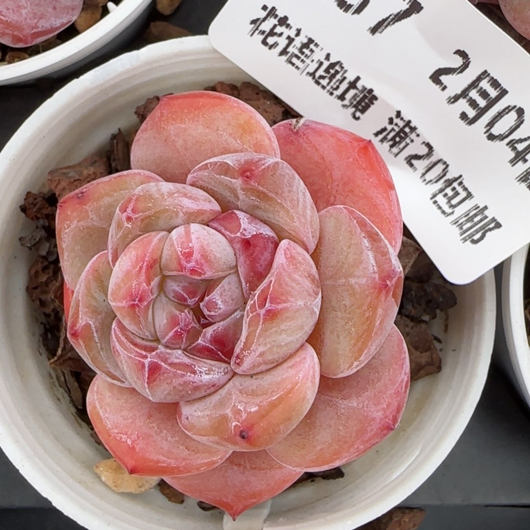 花语逸镜0204-437小的新颖