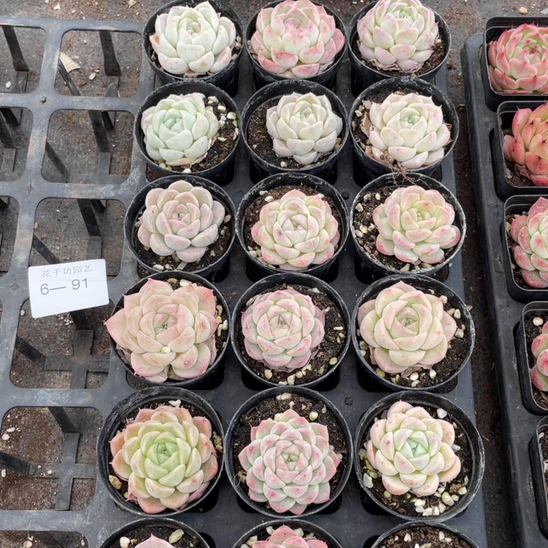 一物一拍18棵6-91