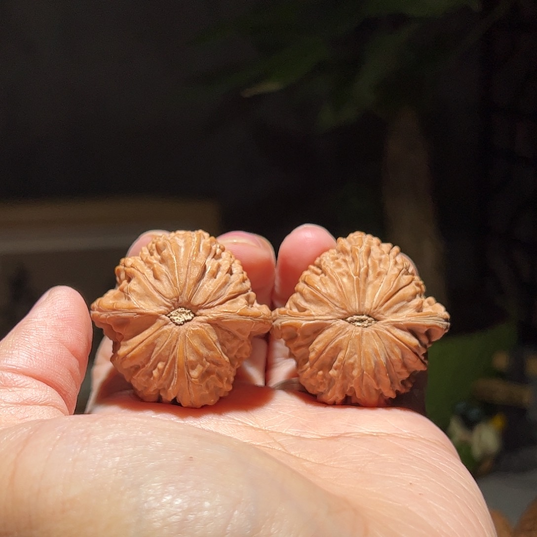 ****️核桃38房山一代山地磨全品