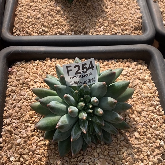 重楼缀化254 亏本处理7-8天发货