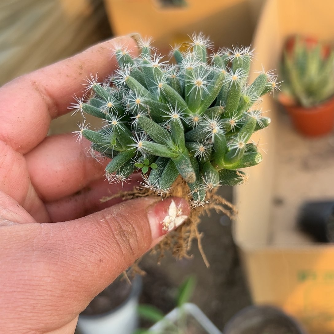 多肉植物紫晃星群