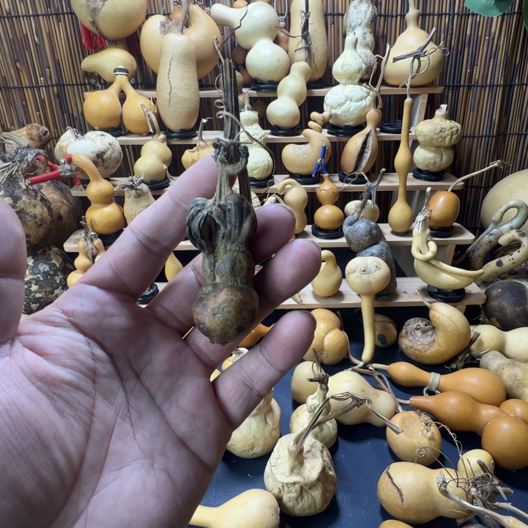 精品花皮葫芦花头