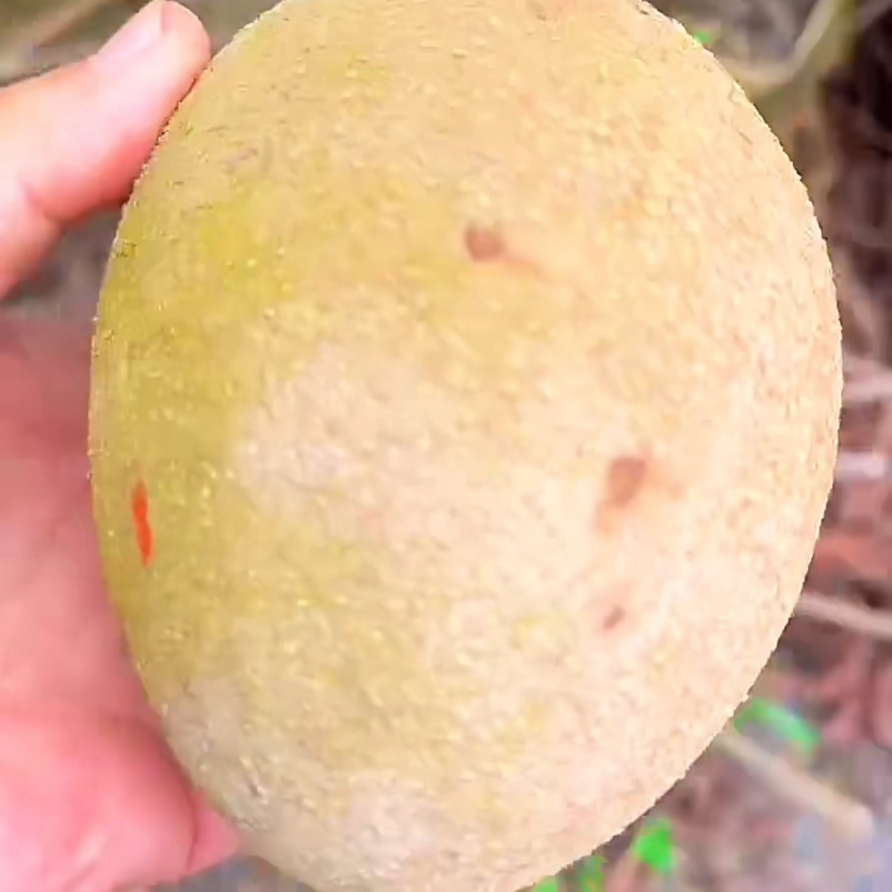 美版V仔妈咪果靠接苗早生早熟好吃品种