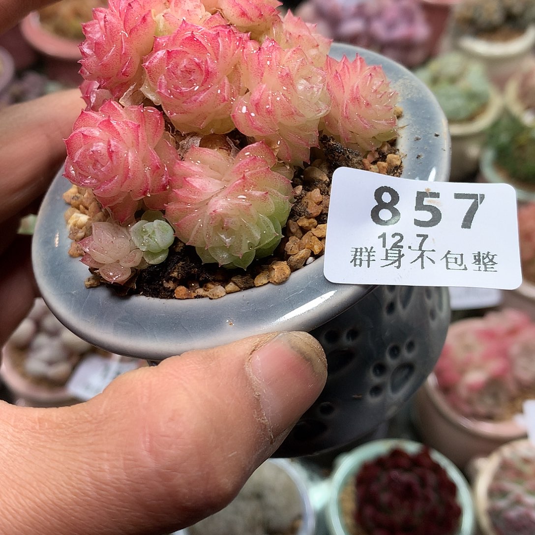 精控拇指盆12.7857