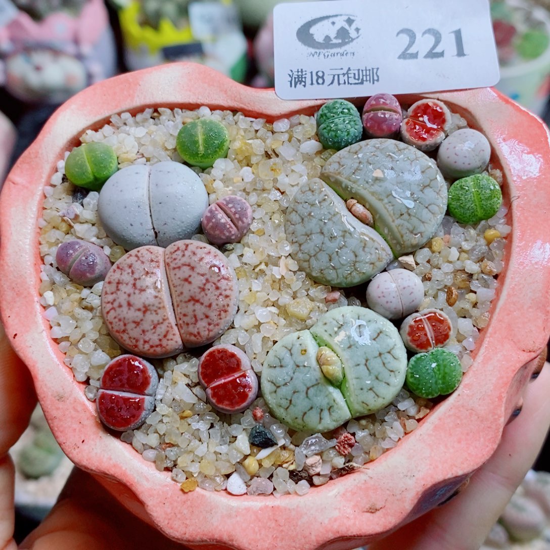 菲***菲生石花花花花花花花花221