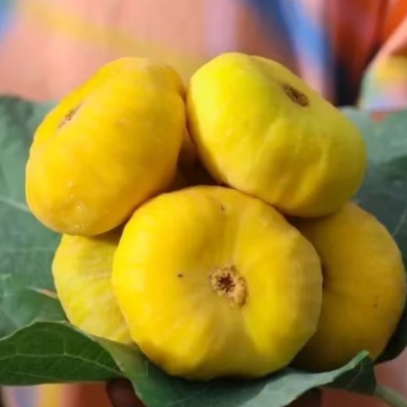 新疆早黄无花果新鲜现摘糖包子孕妇水果非威海青皮