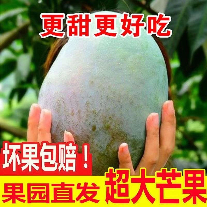 【放软吃精品凯特芒果】新鲜采摘攀枝花整箱水果多汁味道浓核小肉多