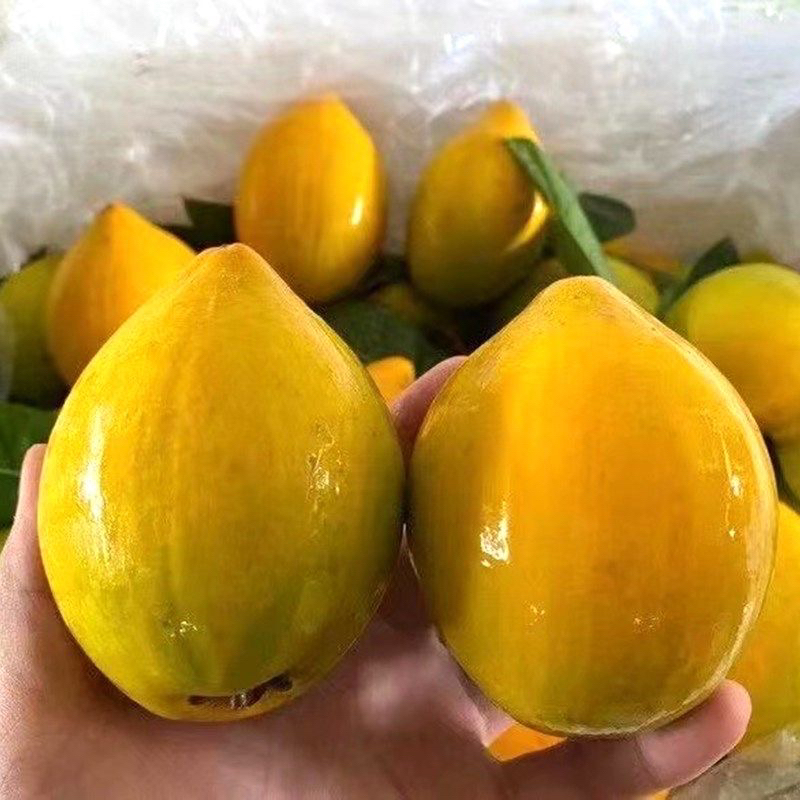 广西特色鸡蛋果蛋黄果新鲜热带水果粉糯香甜