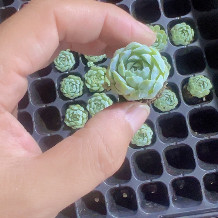 羊脂球精品多肉植物大战