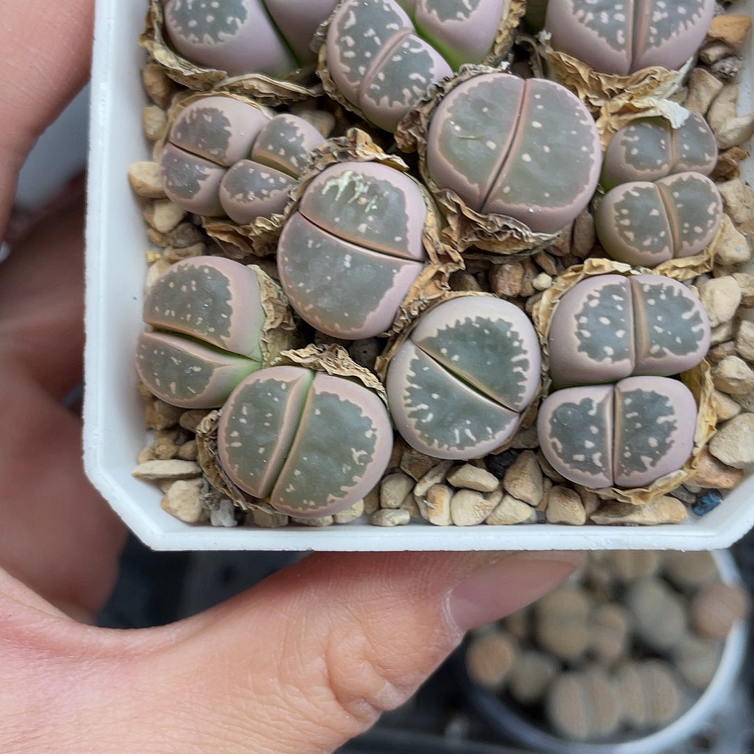 宝***椒8490000花花花花花花