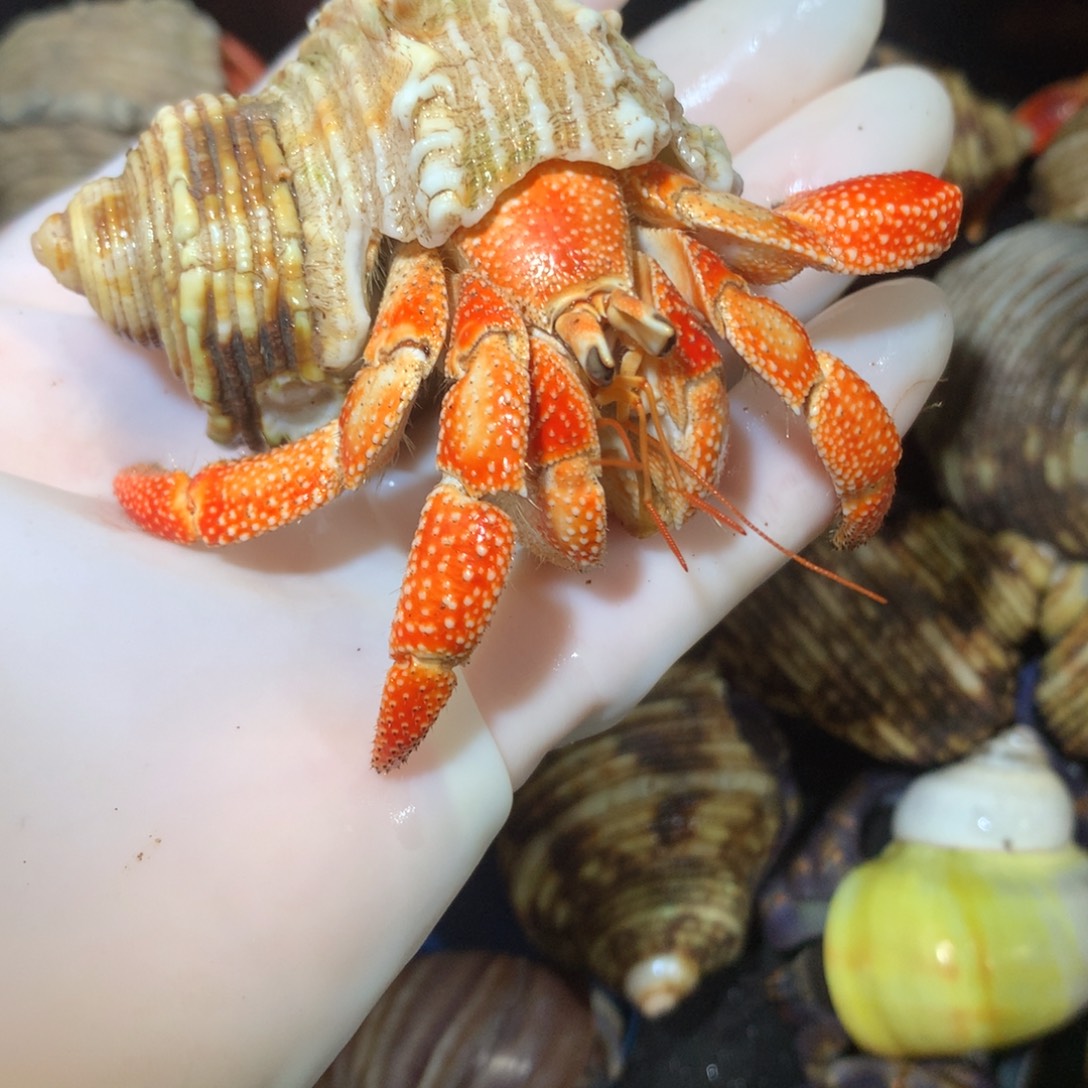 3.0毛球不退不换全品