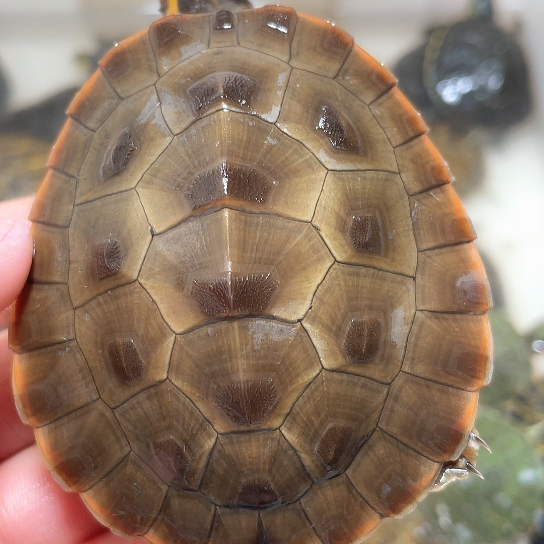 宠物龟不分公母7.6