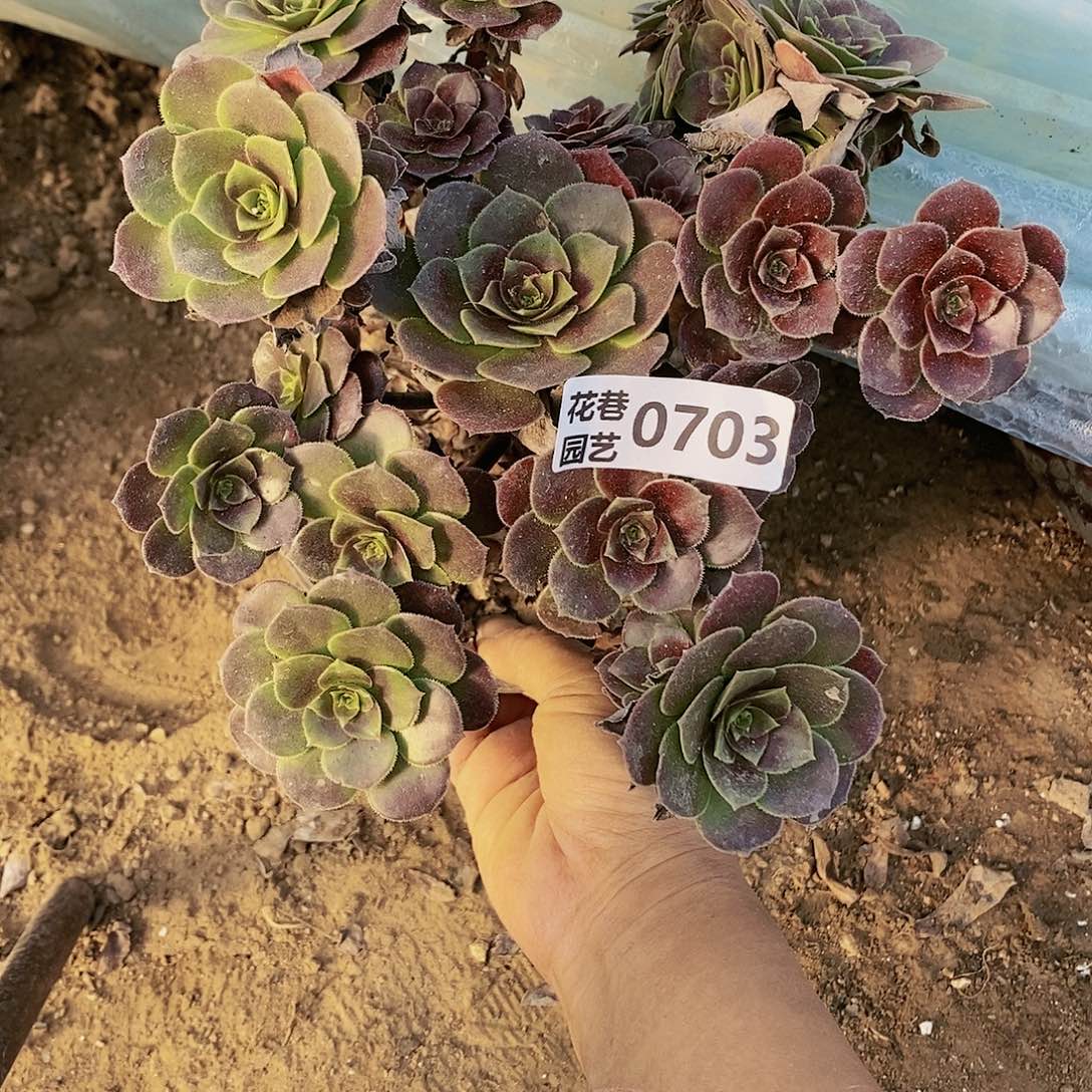 703号荷兰玫瑰多肉植物