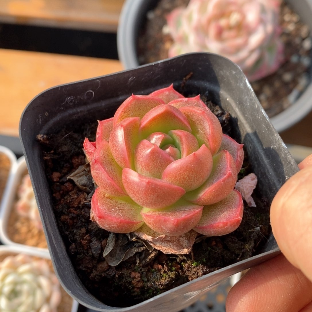 精品多肉一物一拍不包整77