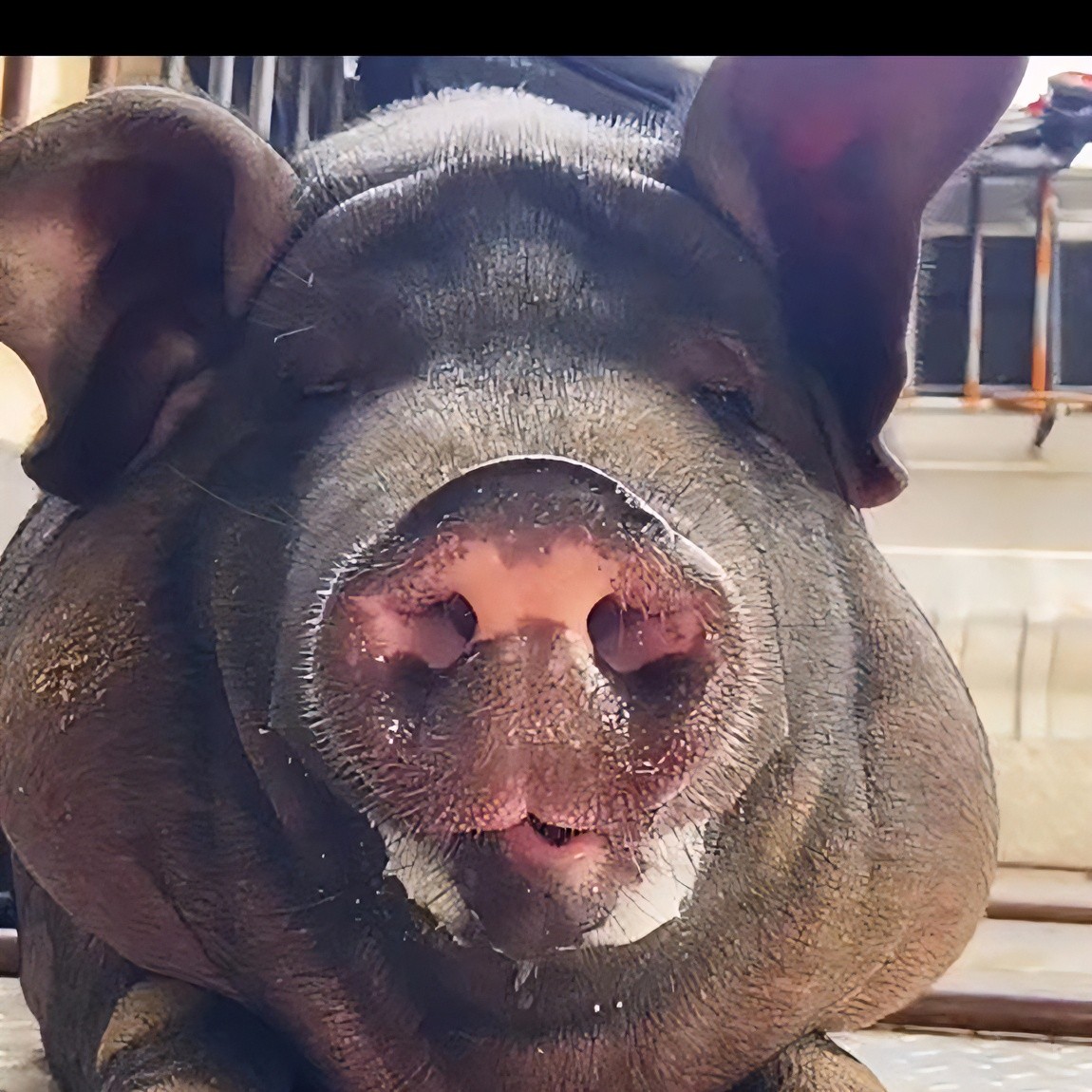 【猪头】【默认不砍】乡味源散养跑山猪  顺丰包邮