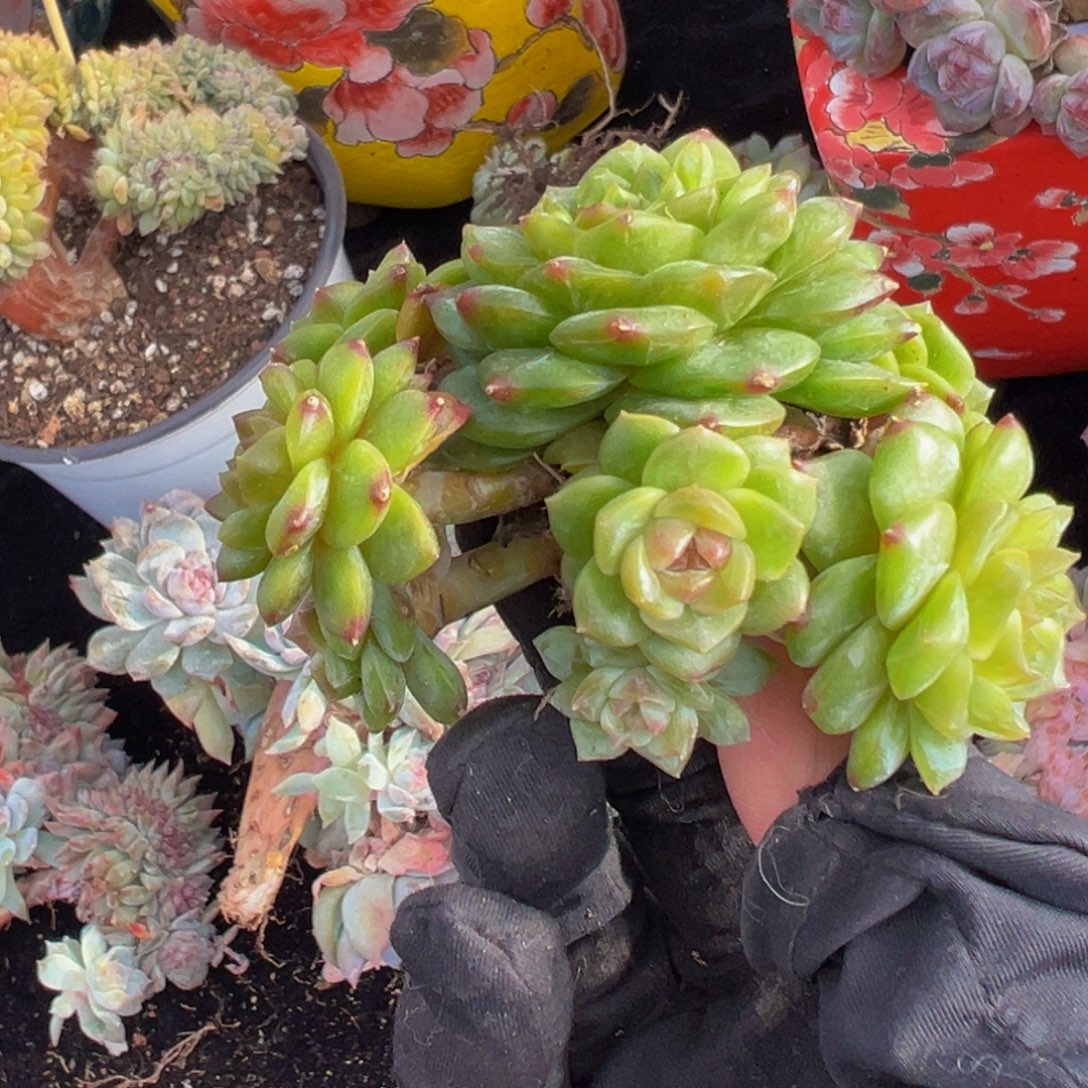 珍妮8头天天开心 小