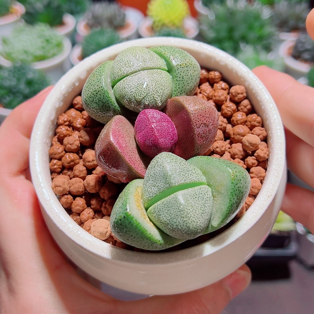 1紫元宝2绿元宝原盆土