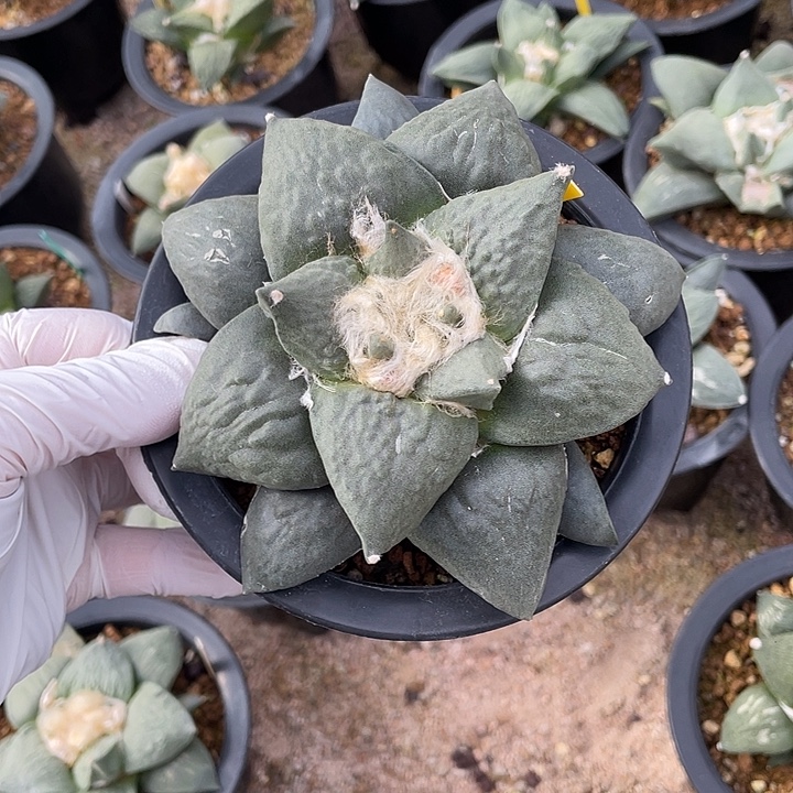 青瓷怒杂实生福利