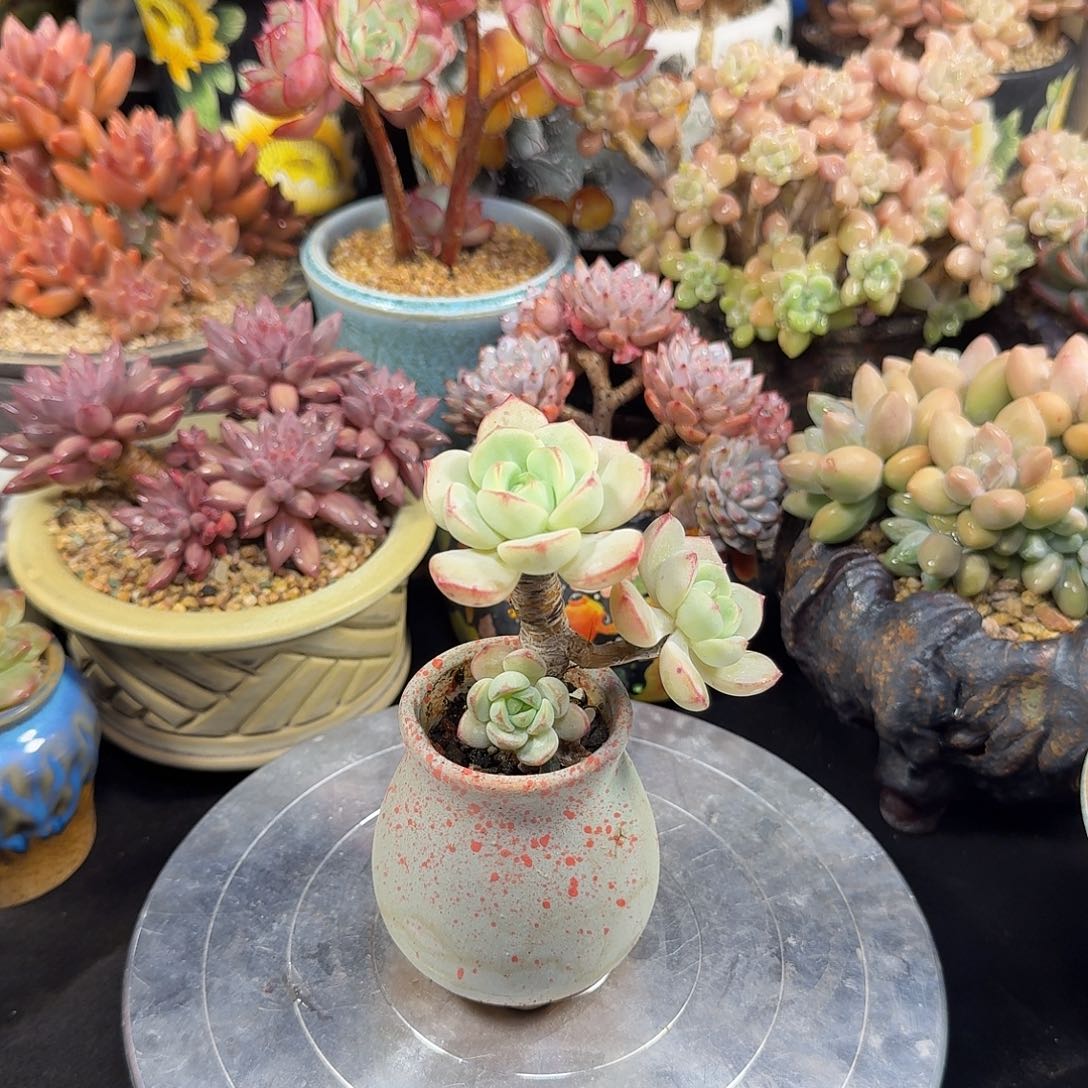 香草8cm左右带盆土发货