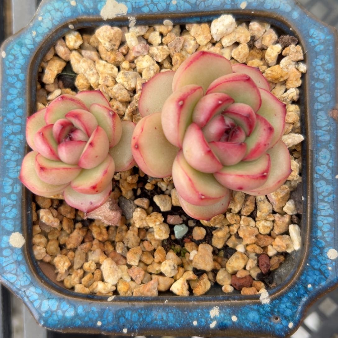 万宝龙精控多肉一物一拍