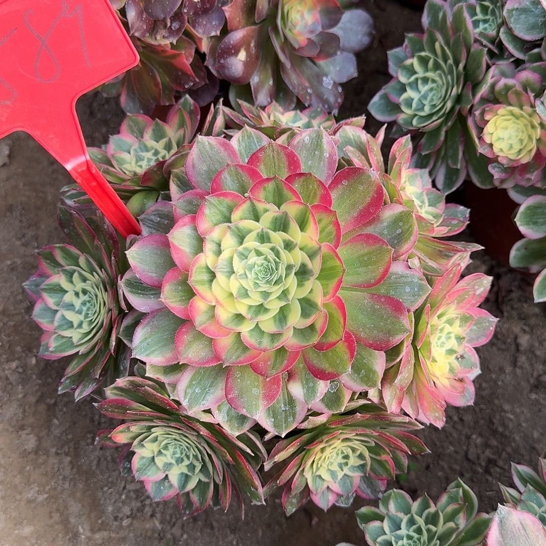 4589海仙多肉法师