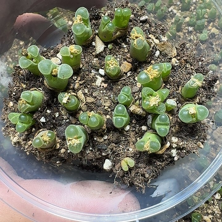 66 多肉植物多肉植物