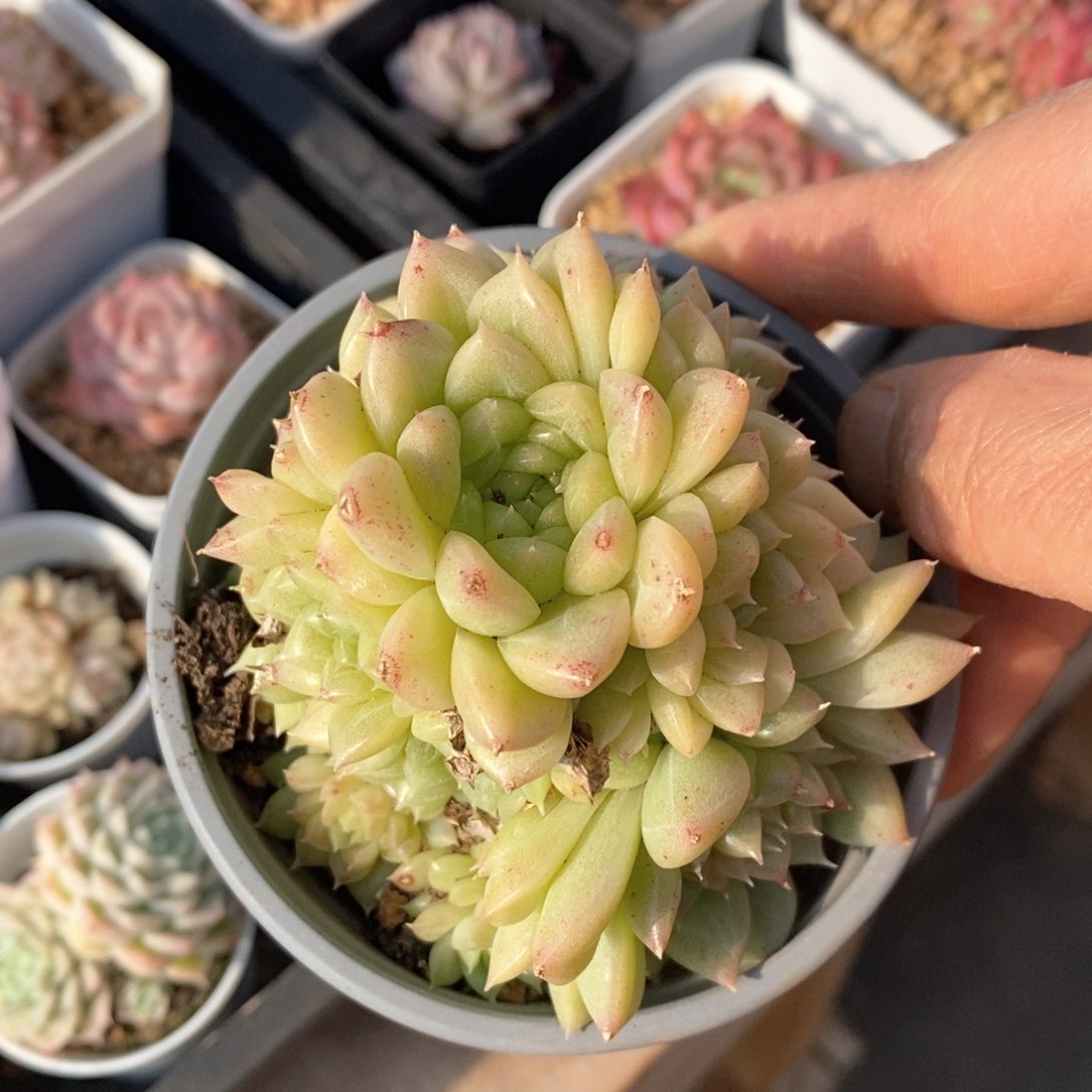 精品多肉一物一拍不包整615