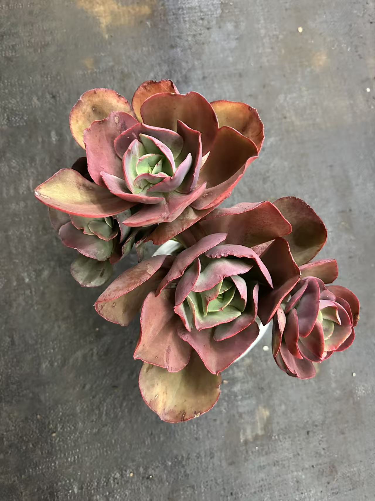 精品多肉多头秀妍玫瑰