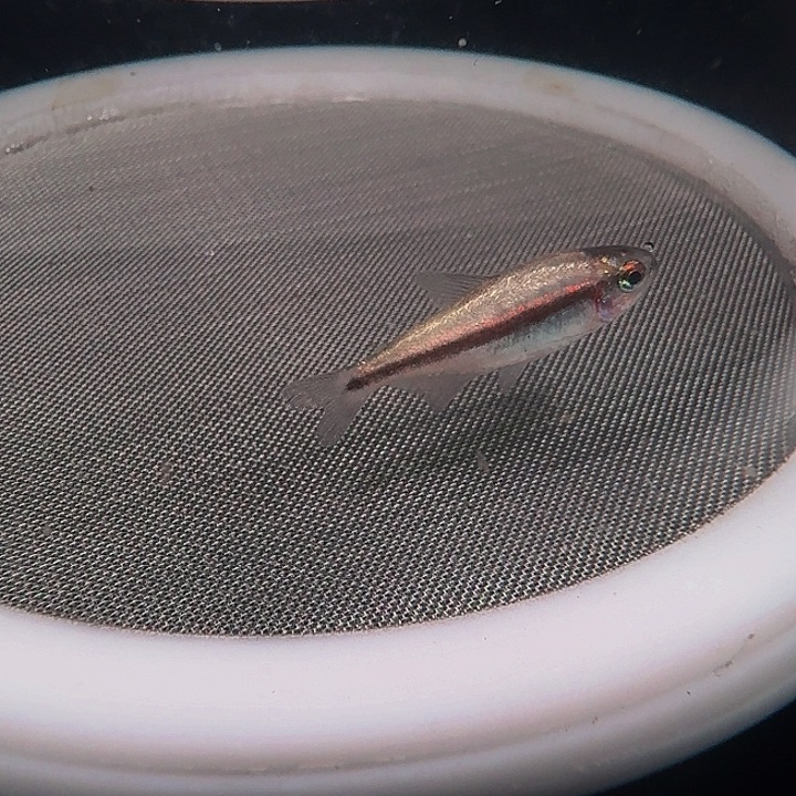 灯科鱼左下缸19号白金血魔母2.5厘米有黑点一条