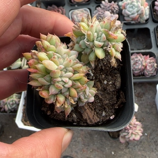 254麦秆缀多肉植物多