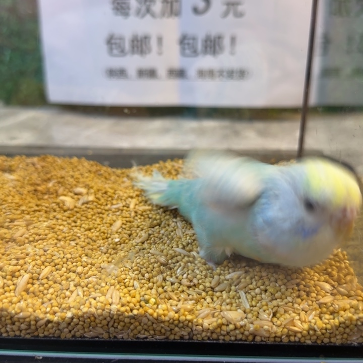 虎皮鹦鹉大头虎皮鹦鹉