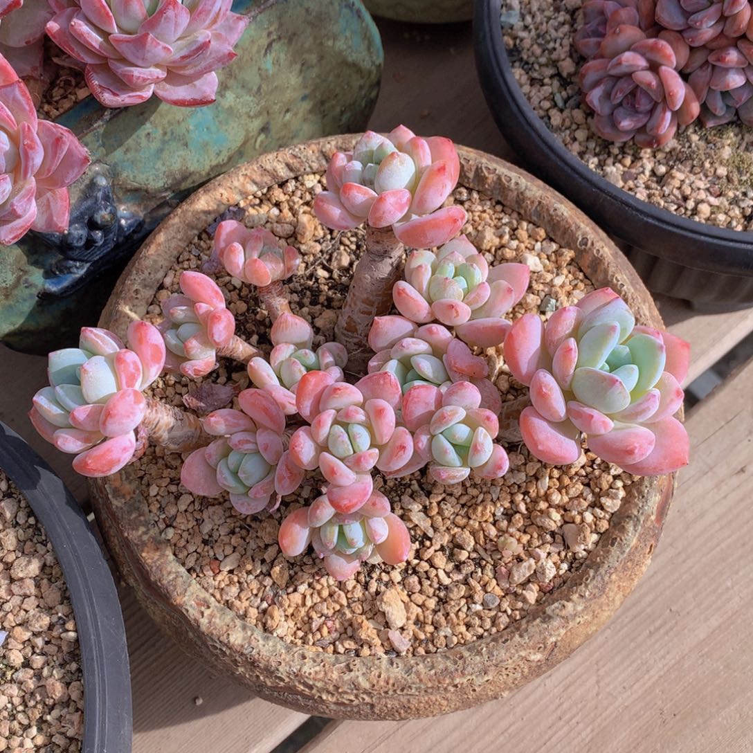 精品多肉植物花卉盆栽花卉