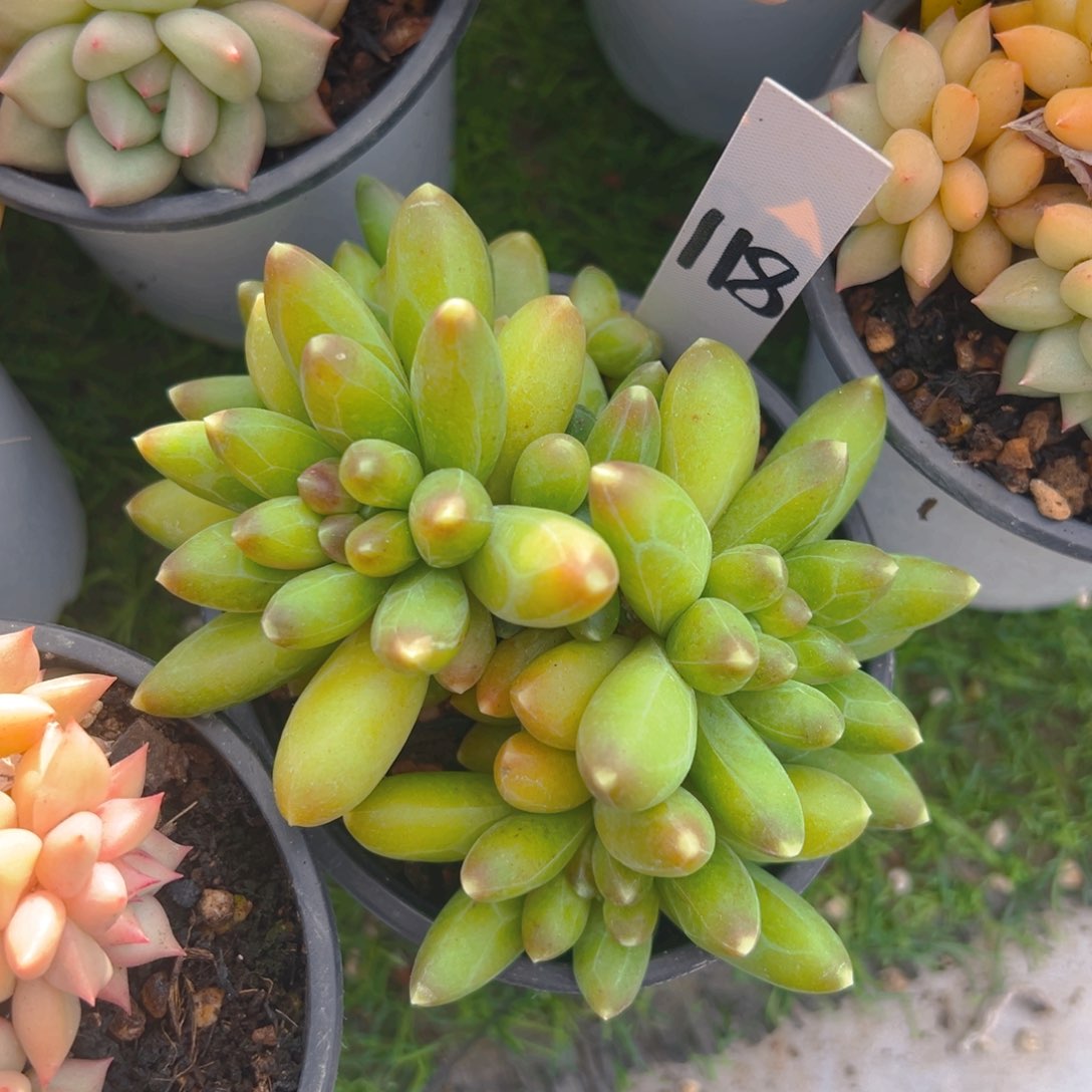 香玉等多种名贵的产品和