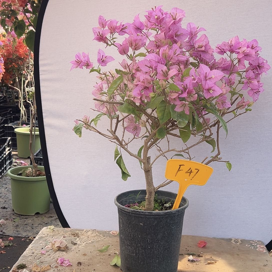 @****大部分花苞少量开放F47赛佛里