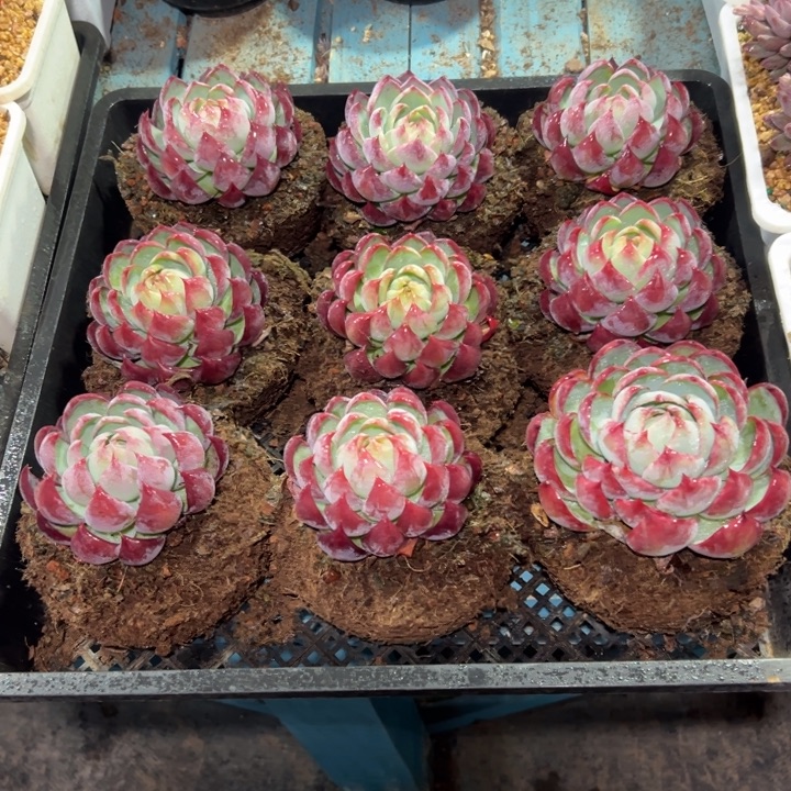 精品多肉植物老桩随机发一棵惊鸿仙子