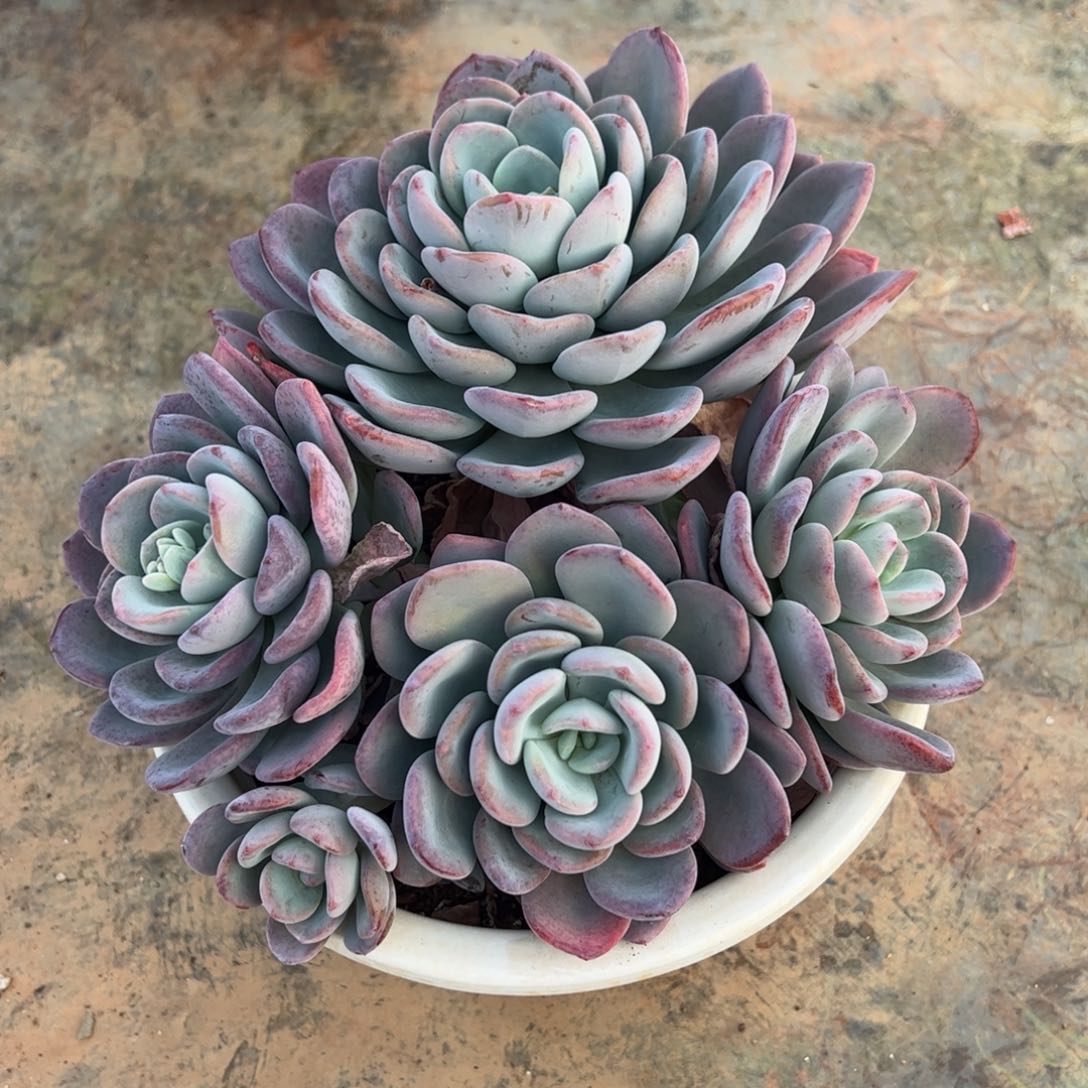 香橙四大头起发大盆